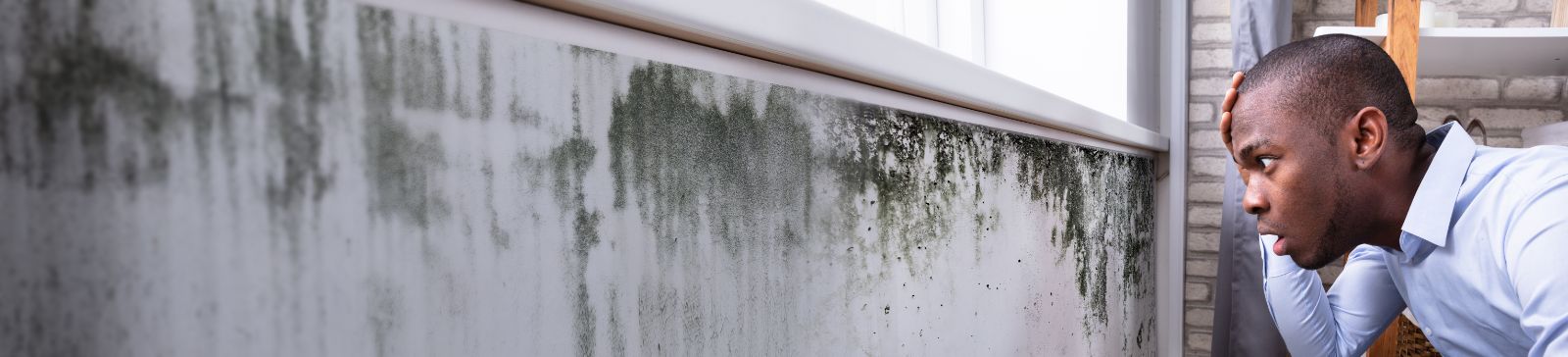 Mold Removal Services